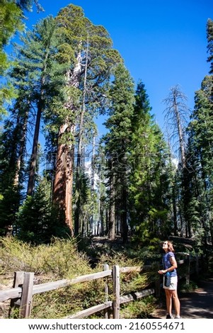 A Beautiful Mature Woman Taking a Picture of a  Giant Sequoia Tree Reaching for the Sky