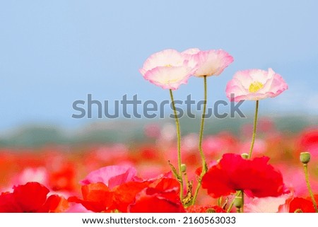 Pictures of pink-tinted poppy gardens.
