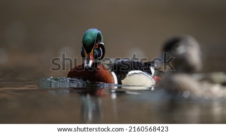 A wood duck in a creek
