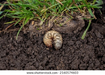 White lawn grub in soil with grass. Lawncare, insect and pest control concept. Royalty-Free Stock Photo #2160574603