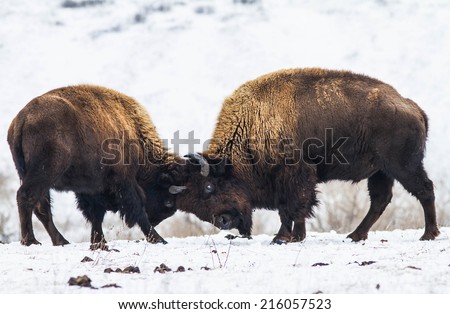 Fighting American bisons.Winter scene of fighting american bisons. Beautiful snowy picture expressing force and power of bisons.