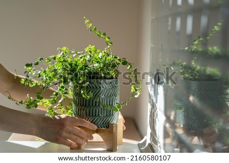Closeup of woman gardener taking care about Ficus Pumila plant at home, holding houseplant in ceramic planter and touching green leaves, sunlight. Greenery at home, love for plants, hobby concept  Royalty-Free Stock Photo #2160580107