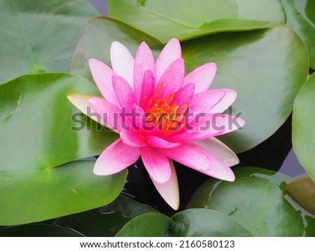 Beautiful blooming pink waterlily or lotus flower in pond ,Pink lotus flower on the water surface and green watery leaves.