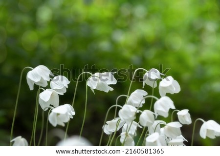 White anemone flowers in garden. Beautiful spring background.