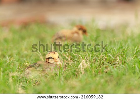 Chicks wait for it's mom  on green field in the morning