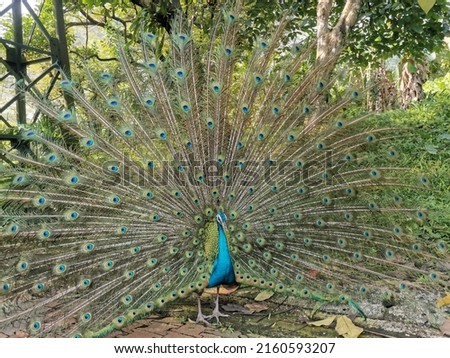A picture of beautiful peacock with  color blue and green