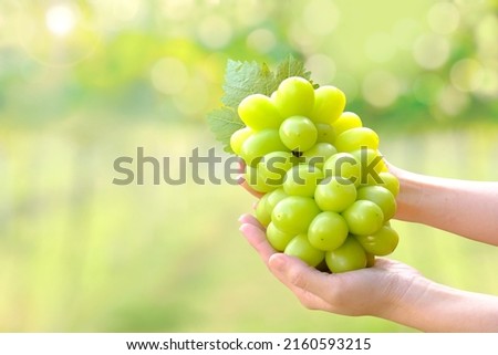 Big bunch of fresh green Shine Muscat grape in woman hand with blurred vineyard background Royalty-Free Stock Photo #2160593215