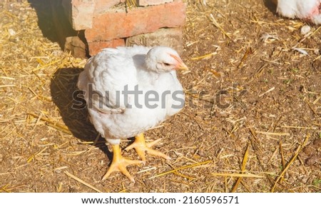 Growing chickens. Farm with chickens. Broilers in a cage. Poultry farming on a small scale.
