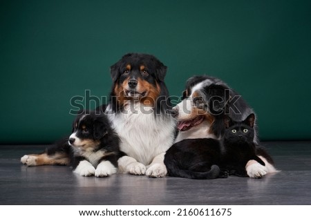 dogs and a cat together on a green background. Family of pets in the studio. Australian Shepherd and black cat