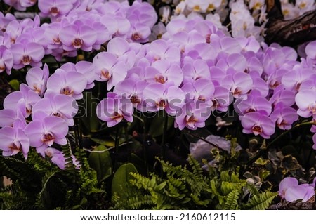 Spring bloom of a variety of pink orchids. Beautiful floral background

