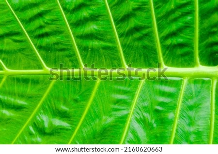 Blurry picture. Defocused green leaves beautiful natural texture background