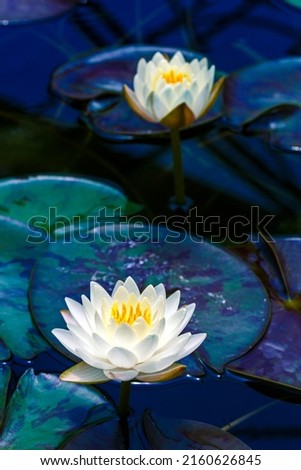 close-up White lotus with yellow pollen on surface of pond
