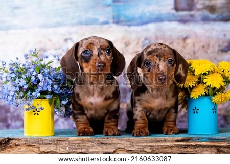 Dog dachshund brown-tan colors and merle,  tvo puppy Royalty-Free Stock Photo #2160633087