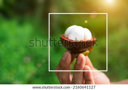 Fruit Festival in Southern Thailand by choosing a person holding a mangosteen that looks lovely