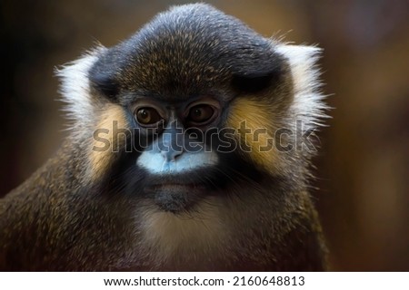 Moustached monkey  portrait in low light.close up face. Royalty-Free Stock Photo #2160648813