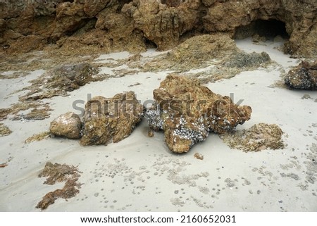 Rocky reef stone.Natural coastal rock and oysters perched on the beach.