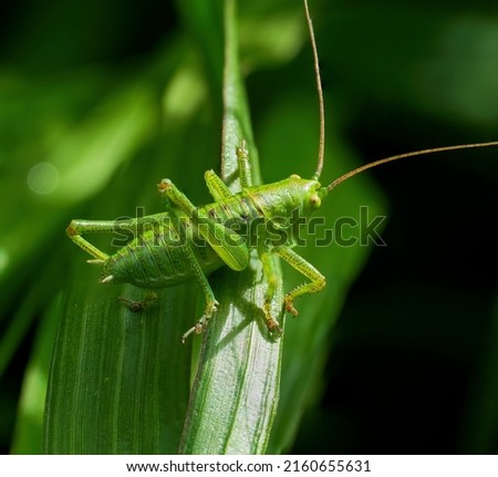 Green grasshopper sitting on a green leaf. Grasshopper in nature. Royalty-Free Stock Photo #2160655631