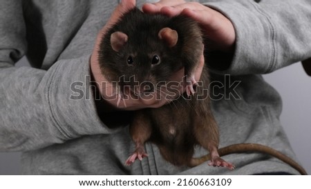 Black rat in hand. Home pet.