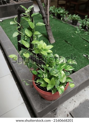 Photo Green Plants in pouch