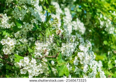 Cherry tree flowers with bee. Spring white flowers on a tree branch.