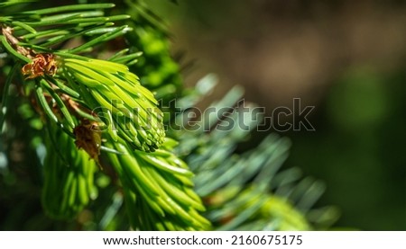 Close-up of young green needles of Picea omorika or Serbian spruce branch.  Nature concept for spring or Christmas design. Close-up selective focus