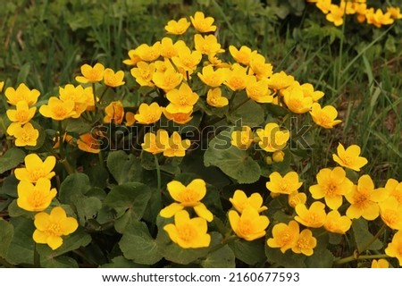 Marsh buttercup, Caltha palustris, an herb of the buttercup family (Ranunculaceae), grows in waterlogged habitats from the lowlands to the mountains Royalty-Free Stock Photo #2160677593