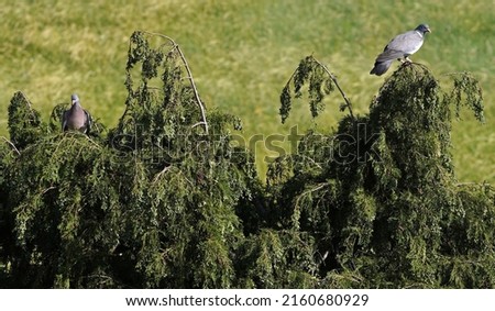 A pair of common wood pigeons or common woodpigeons (Columba palumbus)