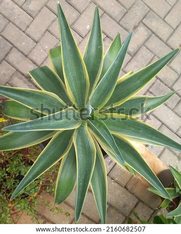 foxtail agave from upside suitable for background banner and more 
