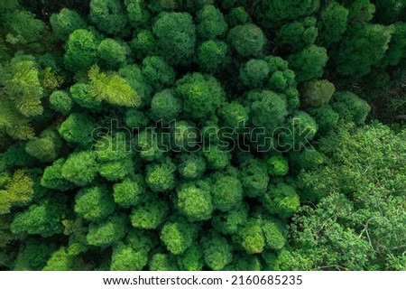 Drone aerial shot of trees in a forest 