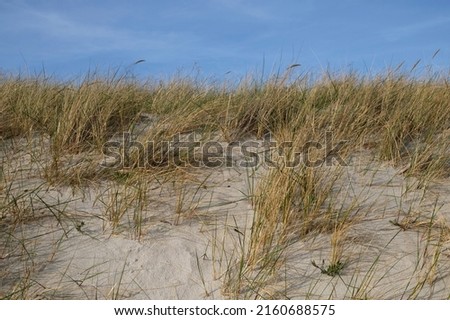 Sand dunes on the shore of the Baltic Sea. Marram grass (beach grass) growing in the sand. Landscape with beach sea view, sand dune and grass. Royalty-Free Stock Photo #2160688575