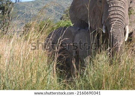 Female Elephant with its calf in the Kruger National park in South Africa