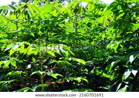 Tapioca (Manihot esculentus) plants in the field, seamless image. Sustainable agriculture.