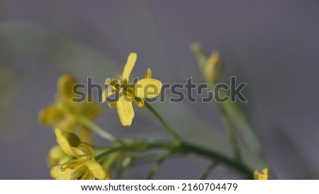 Buckler-mustard, yellow tiny flower in the meadow