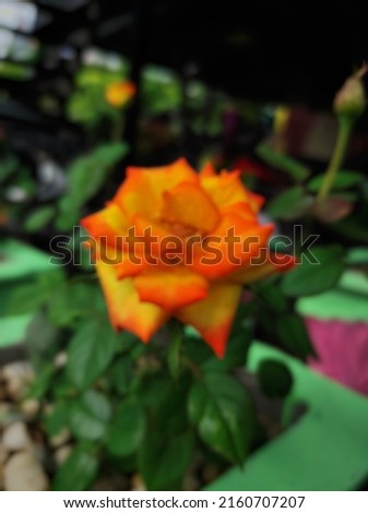 defocused abstract background of flower