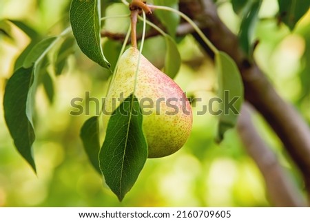 Fresh juicy pears on pear tree branch. Organic pears in natural environment. Crop of pears in summer garden. Royalty-Free Stock Photo #2160709605