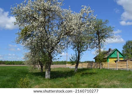 flowering trees in spring in the garden under them juicy green grass awakening of nature