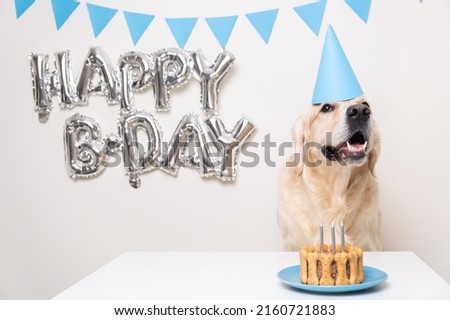 Cute dog sitting with cake and balloons at a birthday party. Golden retriever wearing a blue birthday cap. A pet's birthday party