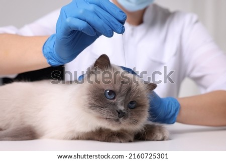 Veterinary holding acupuncture needle near cat's head in clinic, closeup. Animal treatment Royalty-Free Stock Photo #2160725301