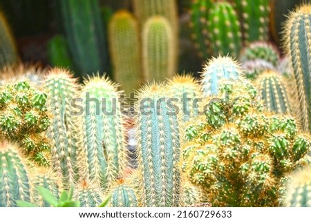 Overhead pricky trend cactus in the flowerpot