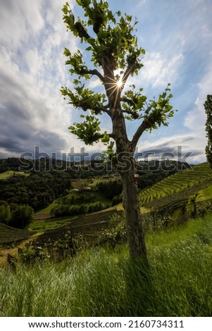  plane tree in vineyard in southern styria, austria