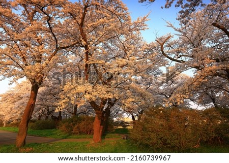 Kitakami City, Iwate Prefecture Rows of cherry blossom trees in full bloom