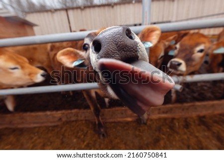 Portrait smile Jersey cow shows tongue sunset light. Concept funny pictures of animals.