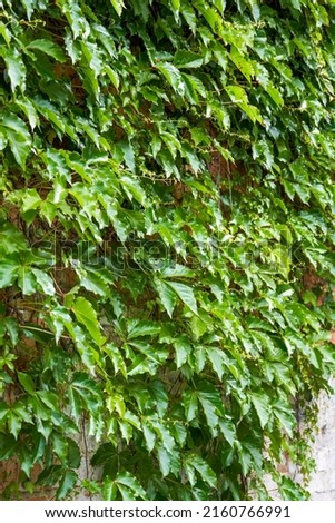 Close-up of green leaves of creeper growing all over the wall