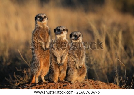 Group of meerkats standing together on an anthill to keep guard
