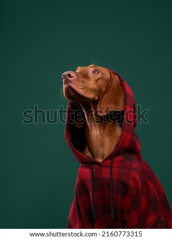 Hipster dog in a hooded. Conceptual portrait of a dog on a green background. Funny Hungarian Vizsla with snake 