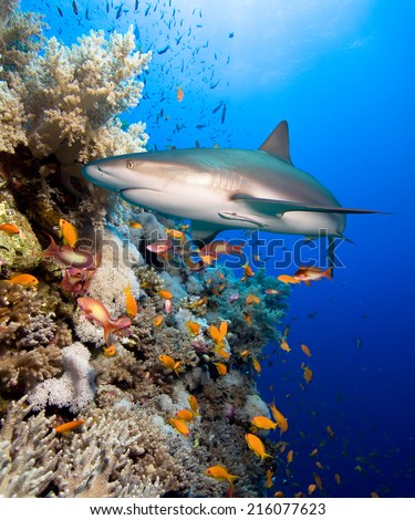 Underwater image of coral reef with shark 