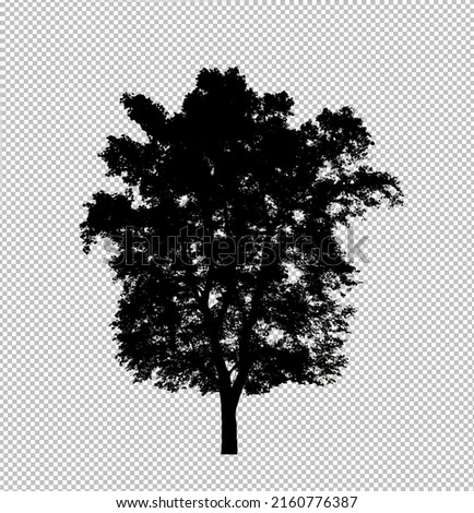 Tree silhouette on transparent background with clipping path and alpha