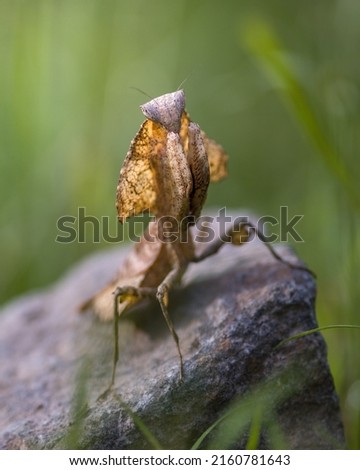 an praying mantis on a stone with selective focus and blurry background 