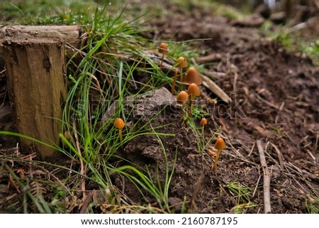 Inedible mushrooms conocybe growing among a green grass on a footpath. Shallow depth of field, Madeira, Portugal