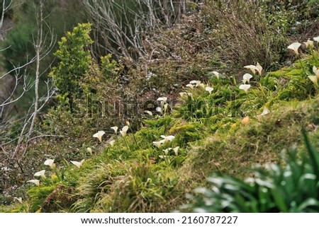 Close up view of Calla Lilies in a valley, Madeira, Portugal